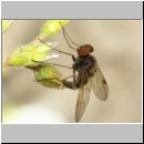 Chrysopilus erythrophthalmus - Schnepfenfliege 05b.jpg